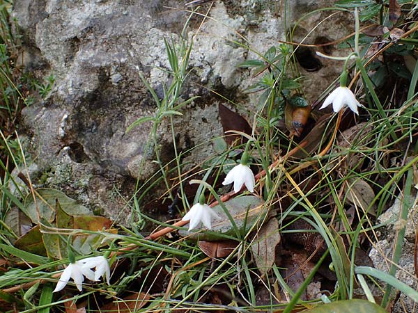 Acis nicaeensis \ Nizza-Knotenblume / Nice Snowflake, F Col d'Eze 1.5.2023