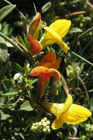 Lotus corniculatus \ Gewhnlicher Hornklee / Bird's-Foot Deervetch, F Mont Aigoual 8.6.2006