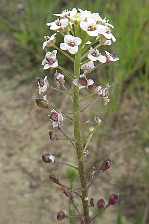 Lobularia maritima \ Strandkresse, Weies Steinkraut / Sweet Alison, F Camargue 13.5.2007