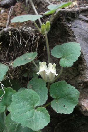 Asarina procumbens \ Nierenblttriges Lwenmaul / Trailing Snapdragon, F Pyrenäen/Pyrenees, Olette 14.5.2007