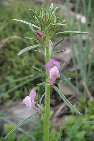 Misopates orontium / Weasel's-Snout, Lesser Snapdragon, F Aubenas 16.5.2007