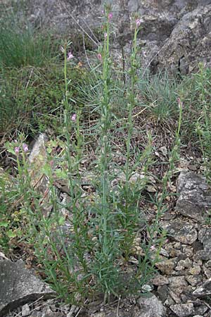 Misopates orontium \ Acker-Lwenmaul, Groer Orant / Weasel's-Snout, Lesser Snapdragon, F Aubenas 16.5.2007