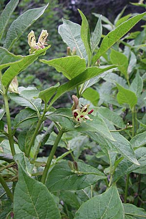 Lonicera alpigena \ Alpen-Heckenkirsche / Alpine Honeysuckle, F Pyrenäen/Pyrenees, Eyne 25.6.2008