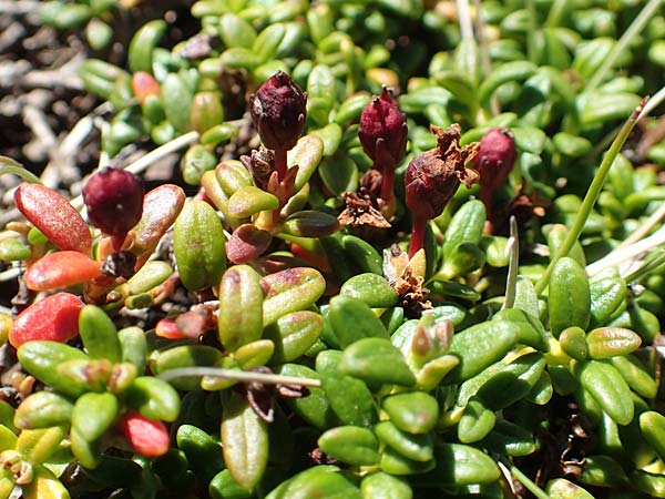 Kalmia procumbens \ Alpen-Azalee, Gmsheide / Trailing Azalea, Mountain Mountain Laurel, F Pyrenäen/Pyrenees, Mont Louis 3.8.2018