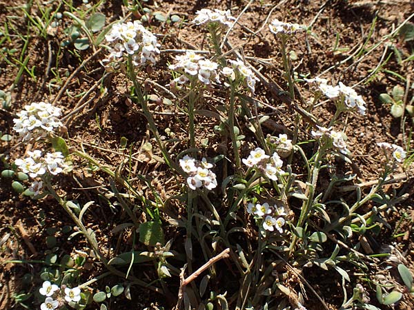 Lobularia maritima \ Strandkresse, Weies Steinkraut / Sweet Alison, F Martigues 8.10.2021