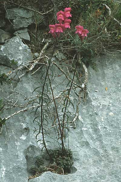 Antirrhinum majus \ Groes Lwenmaul, F Nimes 6.5.1984