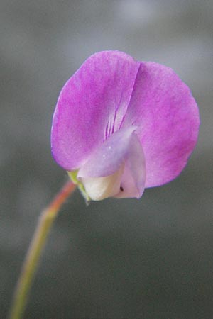 Lathyrus hirsutus \ Behaartfrchtige Platterbse, F S. Gilles 7.6.2006