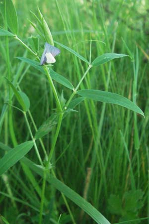 Lathyrus palustris \ Sumpf-Platterbse, F Causse du Larzac 8.6.2006