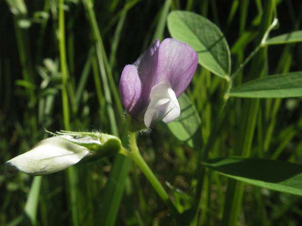 Lathyrus palustris / Marsh Pea, F Causse du Larzac 8.6.2006