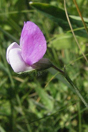 Lathyrus palustris \ Sumpf-Platterbse / Marsh Pea, F Causse du Larzac 8.6.2006