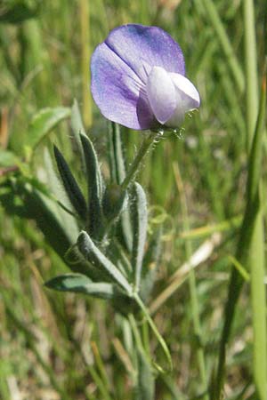 Lathyrus palustris \ Sumpf-Platterbse / Marsh Pea, F Causse du Larzac 8.6.2006