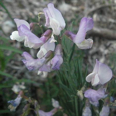 Lathyrus pannonicus \ Ungarische Platterbse / Hungarian Pea, F Serres 10.6.2006