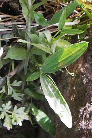 Lathyrus pratensis \ Wiesen-Platterbse / Meadow Vetchling, F Col de la Bonette 8.7.2016