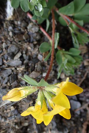 Lotus pedunculatus \ Sumpf-Hornklee / Greater Bird's-Foot Trefoil, F Col de Vars 30.4.2023