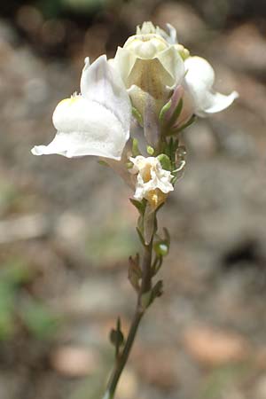 Linaria repens \ Gestreiftes Leinkraut / Pale Toadflax, F Pyrenäen/Pyrenees, Sougia 23.7.2018