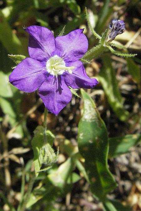 Legousia speculum-veneris \ Gewhnlicher Frauenspiegel, Venusspiegel, F Rochefort-en-Valdaine 10.6.2006