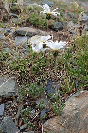 Leucanthemopsis alpina \ Alpen-Margerite / Alpine Moon Daisy, F Pyrenäen/Pyrenees, Puigmal 29.7.2018