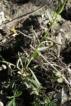 Linum trigynum \ Dreigriffeliger Lein, F Serres 10.6.2006