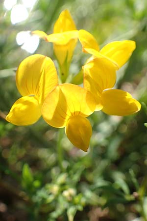 Lotus tenuis / Narrow-Leaf Bird's-Foot Trefoil, F Pyrenees, Prades 22.7.2018