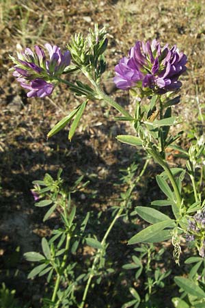 Medicago sativa \ Luzerne, Saat-Luzerne / Lucerne, Alfalfa, F St. Martin-de-Crau 9.6.2006