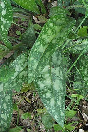 Pulmonaria affinis \ hnliches Lungenkraut / Lungwort, F Corbières, Talairan 13.5.2007