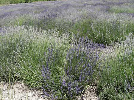 Lavandula angustifolia \ Echter Lavendel, F Rochefort-en-Valdaine 10.6.2006