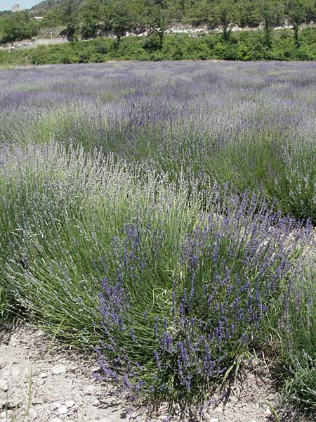 Lavandula angustifolia \ Echter Lavendel / Common Lavender, F Rochefort-en-Valdaine 10.6.2006