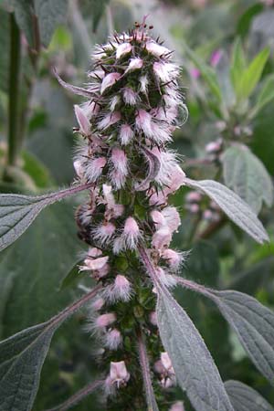 Leonurus cardiaca subsp. villosus \ Zottiges Echtes Herzgespann, Lwenschwanz / Motherwort, F Elsass/Alsace, Murbach 3.8.2008