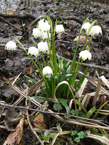 Leucojum vernum \ Frhlings-Knotenblume, Mrzenbecher / Spring Snowflake, F Seltz 10.3.2013