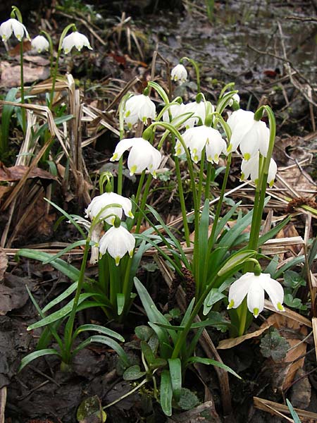 Leucojum vernum \ Frhlings-Knotenblume, Mrzenbecher / Spring Snowflake, F Seltz 10.3.2013