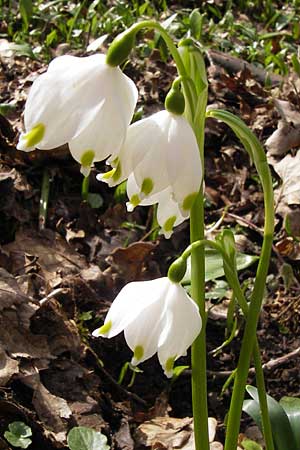 Leucojum vernum / Spring Snowflake, F Seltz 10.3.2013