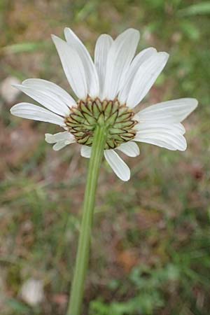 Leucanthemum vulgare \ Magerwiesen-Margerite, Frhe Wucherblume / Early Ox-Eye Daisy, F Savines-le-Lac 8.7.2016