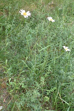 Leucanthemum vulgare \ Magerwiesen-Margerite, Frhe Wucherblume, F S. Savines-le-Lac 8.7.2016