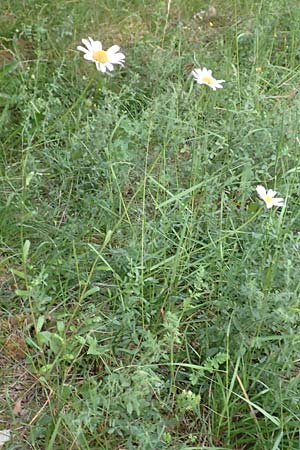 Leucanthemum vulgare \ Magerwiesen-Margerite, Frhe Wucherblume / Early Ox-Eye Daisy, F Savines-le-Lac 8.7.2016