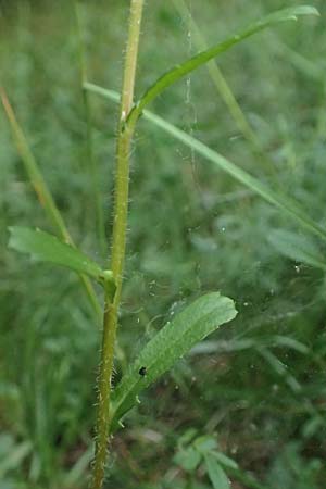 Leucanthemum vulgare \ Magerwiesen-Margerite, Frhe Wucherblume, F Savines-le-Lac 8.7.2016