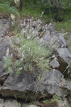 Lavandula angustifolia \ Echter Lavendel / Common Lavender, F Demoiselles Coiffées 8.7.2016