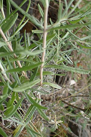 Lavandula angustifolia / Common Lavender, F Demoiselles Coiffées 8.7.2016