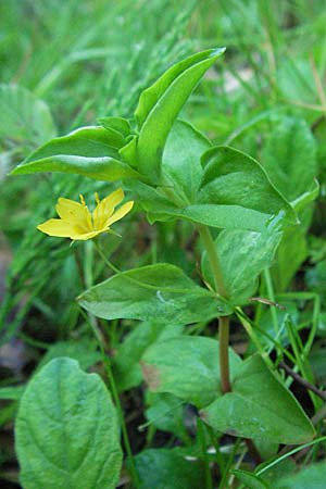 Lysimachia nemorum \ Hain-Gilb-Weiderich / Yellow Pimpernel, F Allevard 11.6.2006