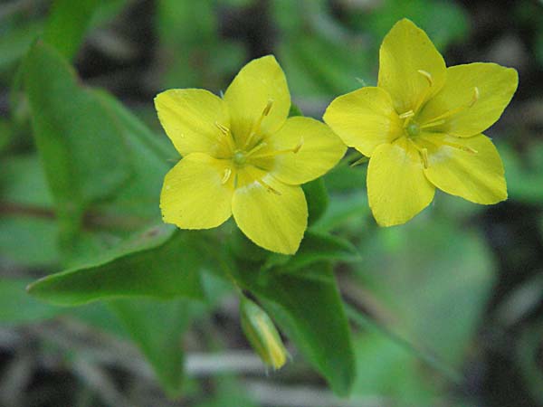 Lysimachia nemorum \ Hain-Gilb-Weiderich / Yellow Pimpernel, F Allevard 11.6.2006