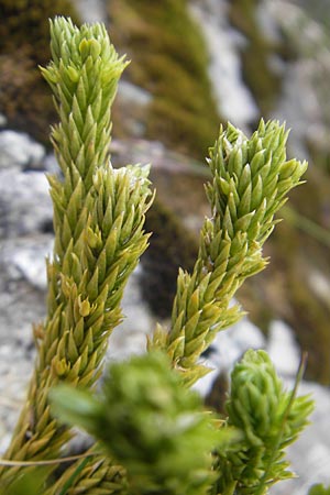 Huperzia selago \ Tannen-Brlapp / Fir Clubmoss, F Pyrenäen/Pyrenees, Gourette 25.8.2011