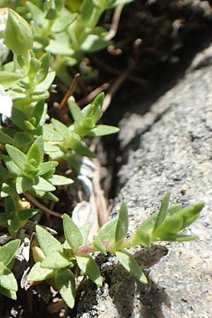 Minuartia rupestris \ Felsen-Miere, F Col de la Cayolle 9.7.2016