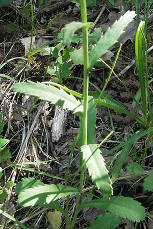 Leucanthemum adustum subsp. adustum \ Westliche Berg-Margerite, Berg-Wucherblume, F Dept. Aveyron,  Tiergues 8.6.2006