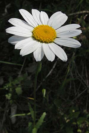 Leucanthemum adustum subsp. adustum \ Westliche Berg-Margerite, Berg-Wucherblume / Western Mountain Ox-Eye Daisy, F Dept. Aveyron,  Tiergues 8.6.2006