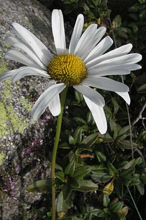 Leucanthemum maximum \ Sommer-Margerite, Andorra Estany de Pessons 10.8.2006