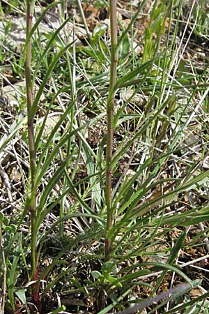 Leucanthemum graminifolium \ Grasblättrige Margerite, F Causse du Larzac 15.5.2007