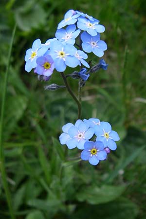 Myosotis alpestris \ Alpen-Vergissmeinnicht / Alpine Forget-me-not, F Pyrenäen/Pyrenees, Eyne 25.6.2008