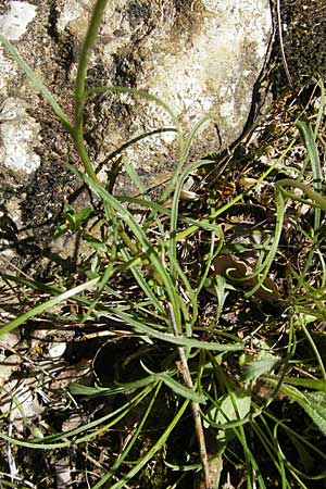 Leucanthemum graminifolium \ Grasblättrige Margerite, F Le Rozier (Tarn) 28.5.2009