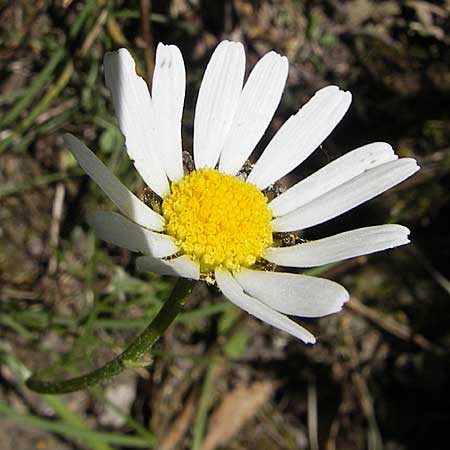 Leucanthemum graminifolium \ Grasblttrige Margerite, F Le Rozier (Tarn) 28.5.2009