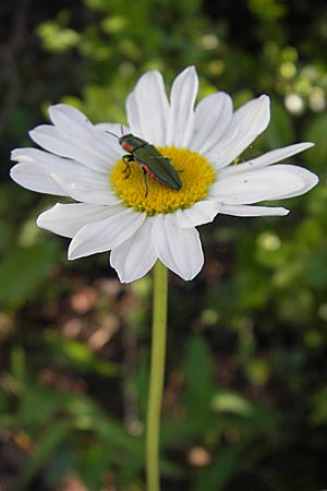 Leucanthemum adustum subsp. adustum \ Westliche Berg-Margerite, Berg-Wucherblume / Western Mountain Ox-Eye Daisy, F Saint-Guilhem-le-Desert 1.6.2009