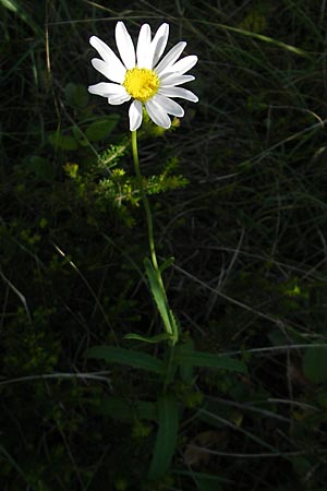 Leucanthemum adustum subsp. adustum / Western Mountain Ox-Eye Daisy, F Saint-Guilhem-le-Desert 1.6.2009